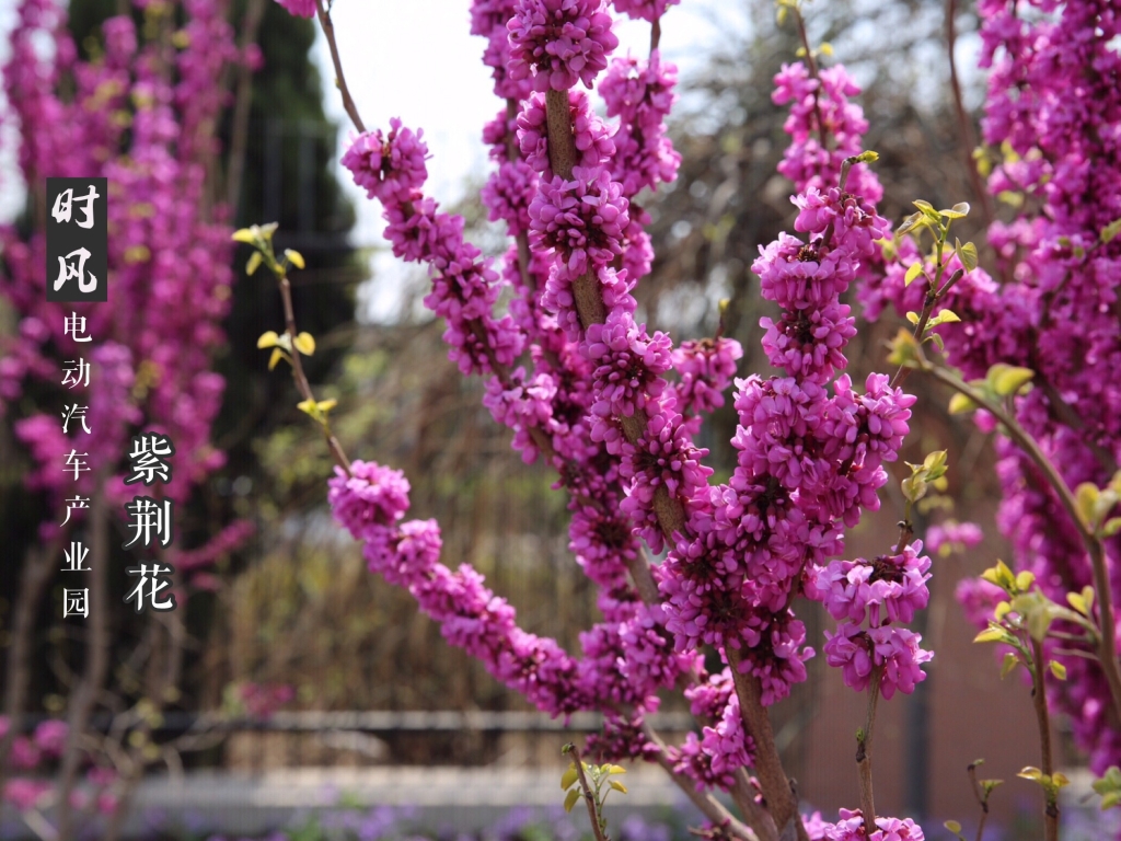 紫；；；；；；；