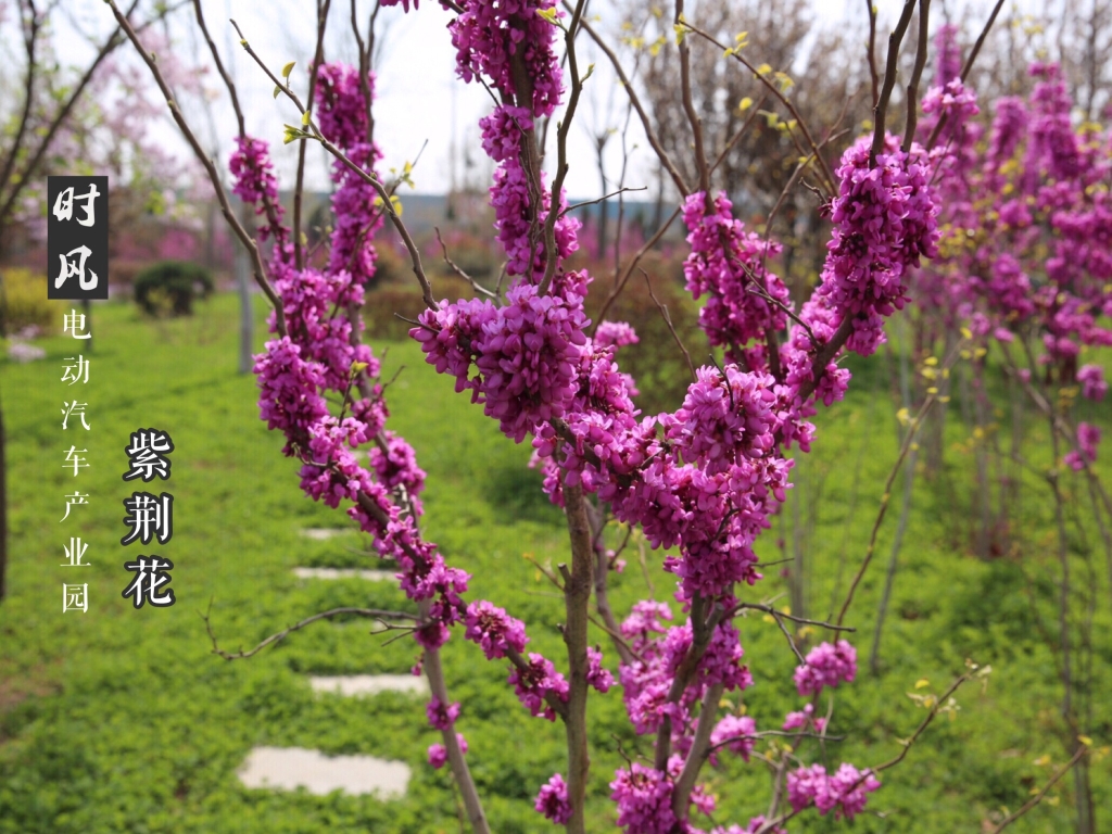 兴发娱乐电动工业园紫；；；；；；；